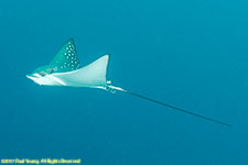 eagle ray